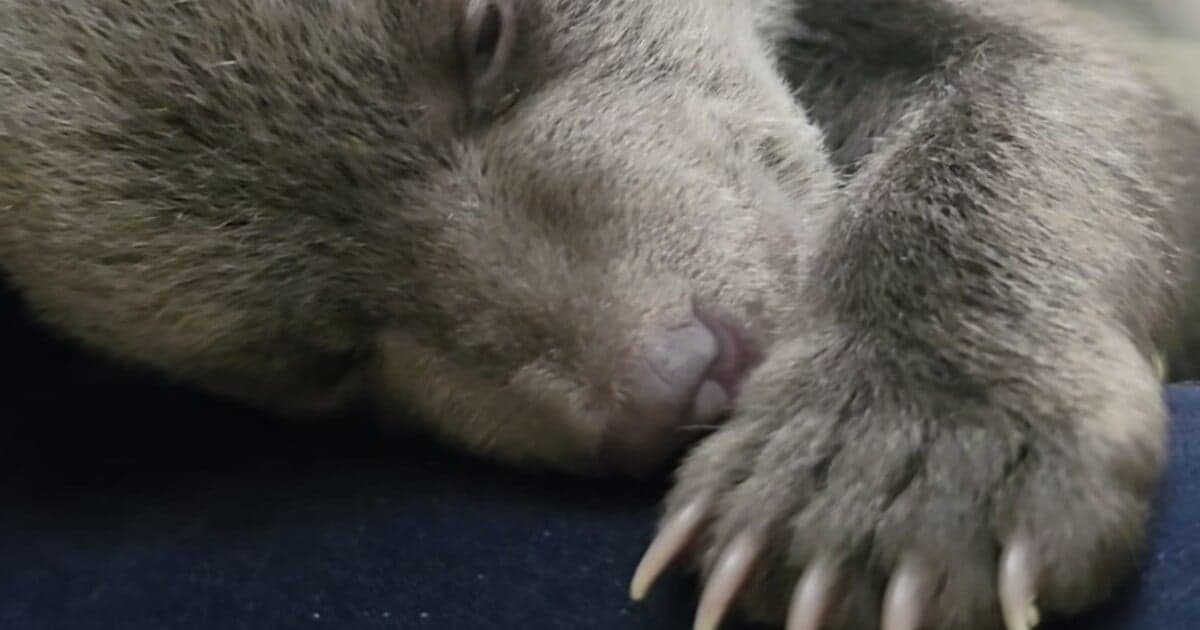 Pokrok medvedích mláďat v ZOO Bojnice po tragédii